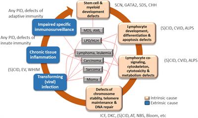 Secondary Immune Deficiency and Primary Immune Deficiency Crossovers: Hematological Malignancies and Autoimmune Diseases